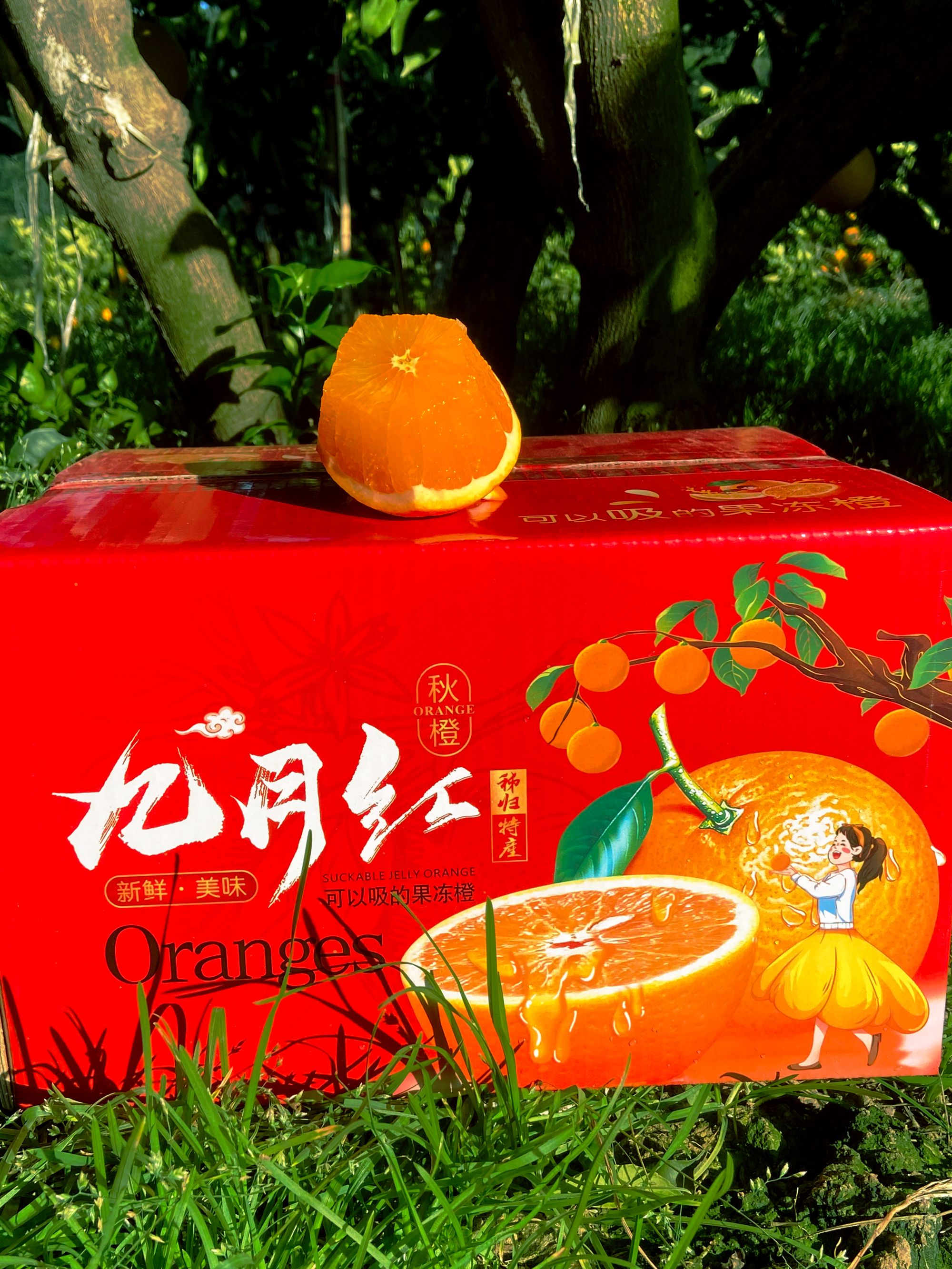 秭归九月红果冻橙，9斤福利小果