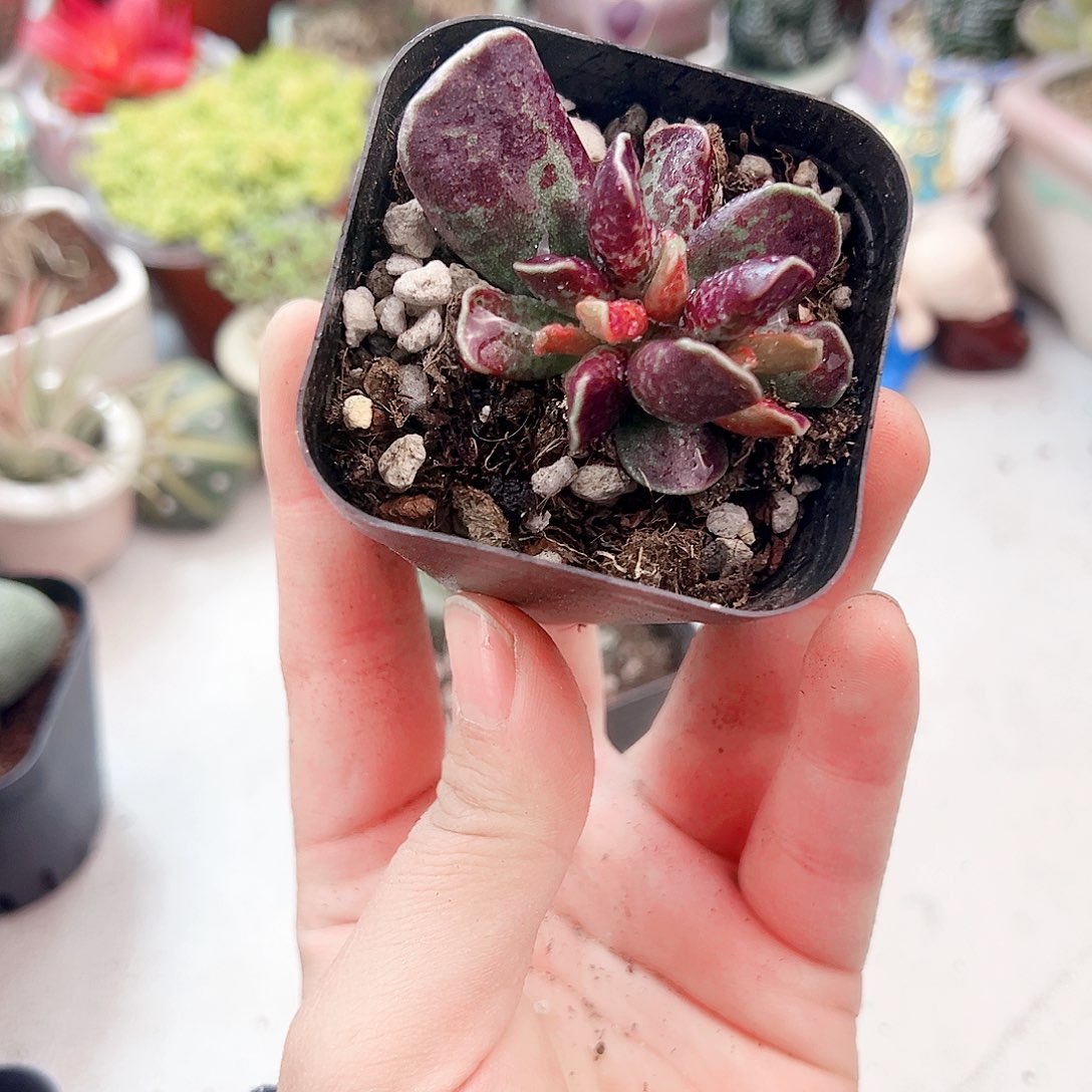 紫库柏多肉植物11111