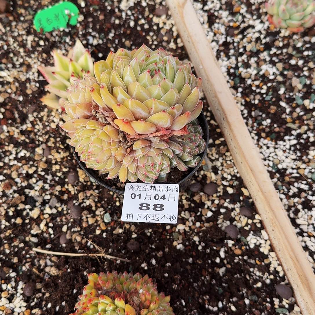 幺***妹0104-87雪花珍妮群