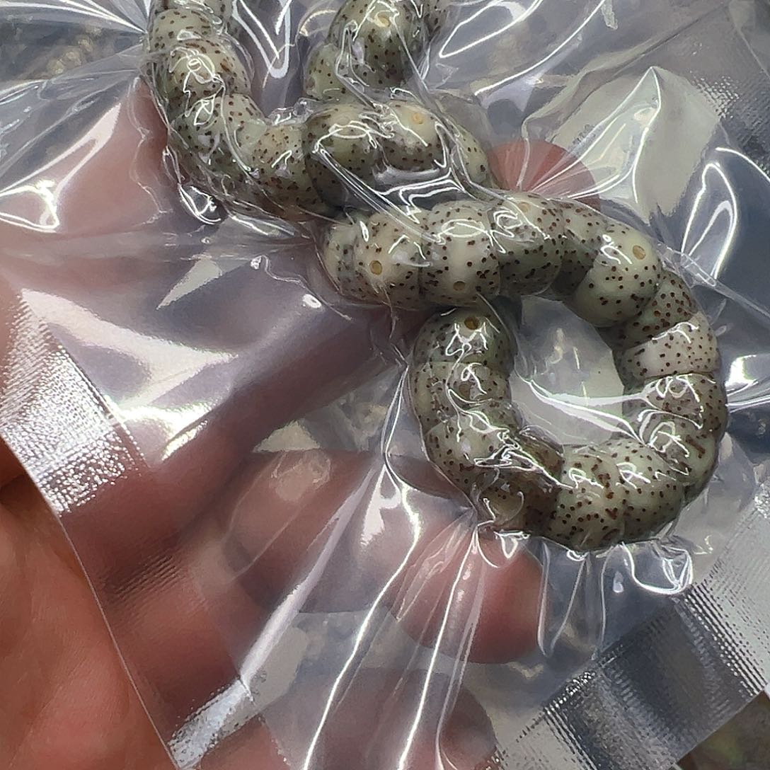 手串星月菩提50星月菩提单圈大肠1.0