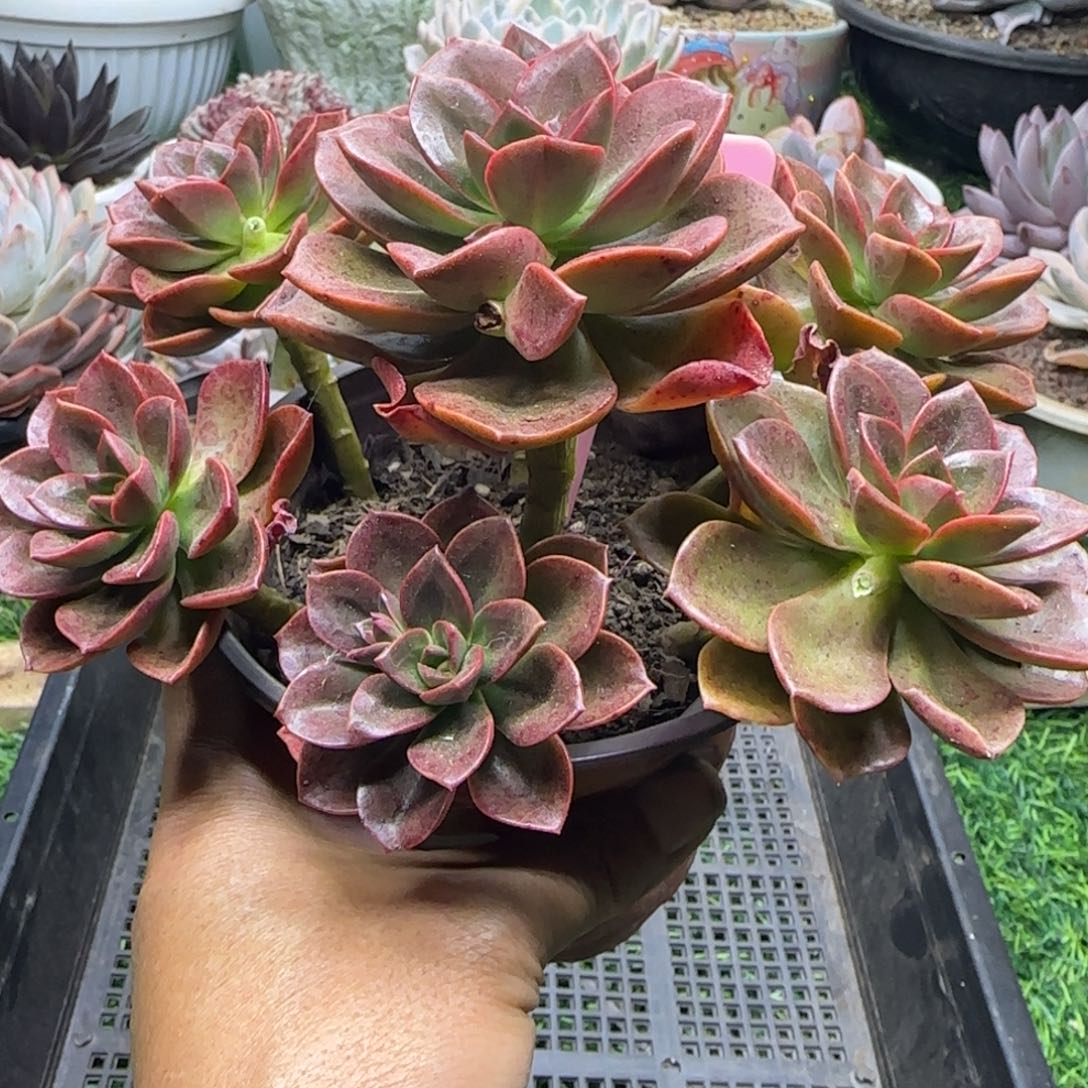 锦安精品多肉植物231