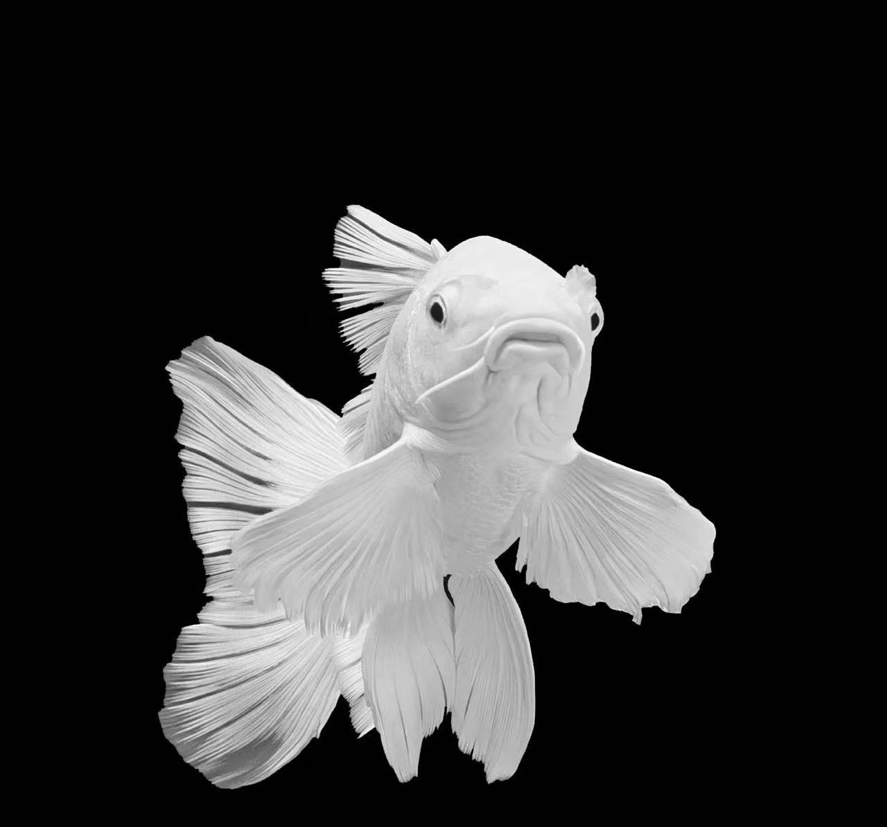 纯种白色普身蝴蝶鲤大鳍大尾冷水好养耐活适合混养观赏鱼