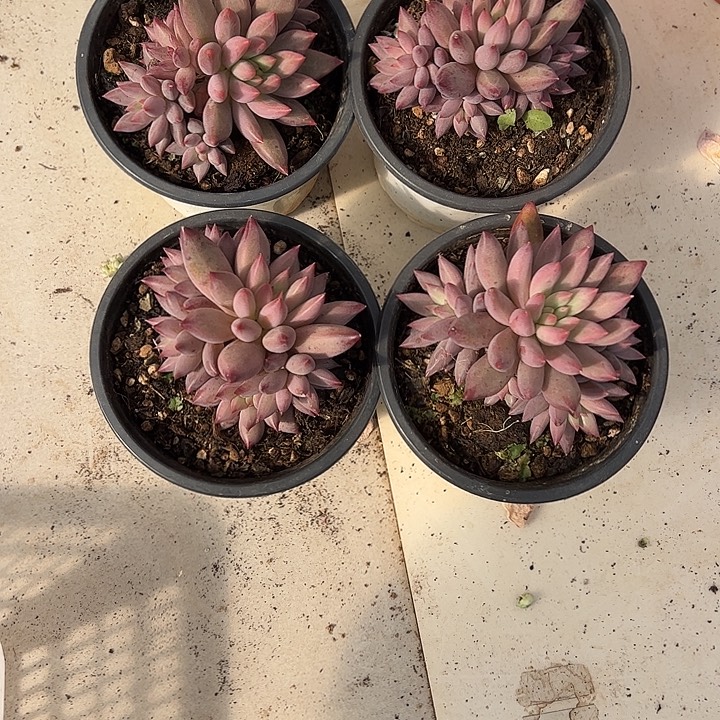 y***院多肉植物组合26-93