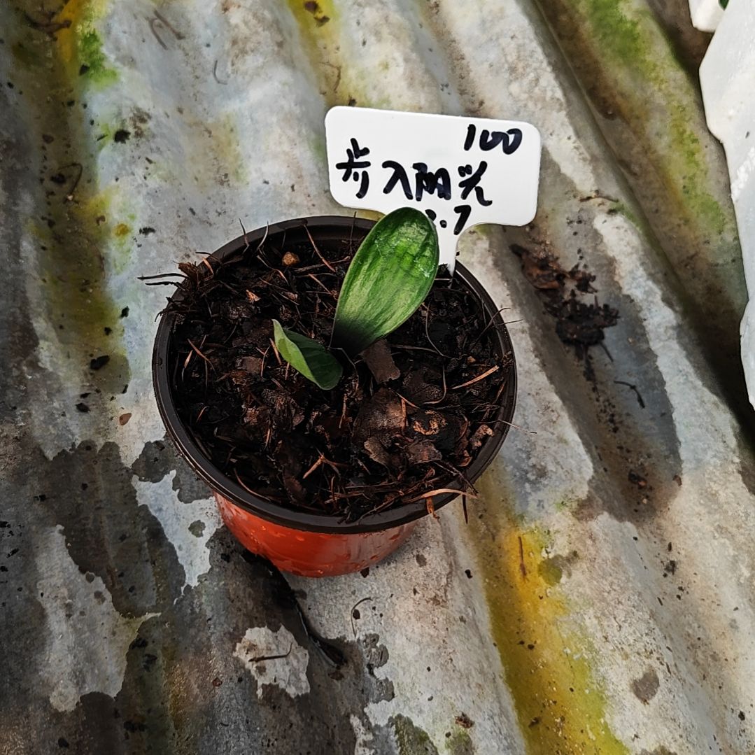 完全开放君子兰精品