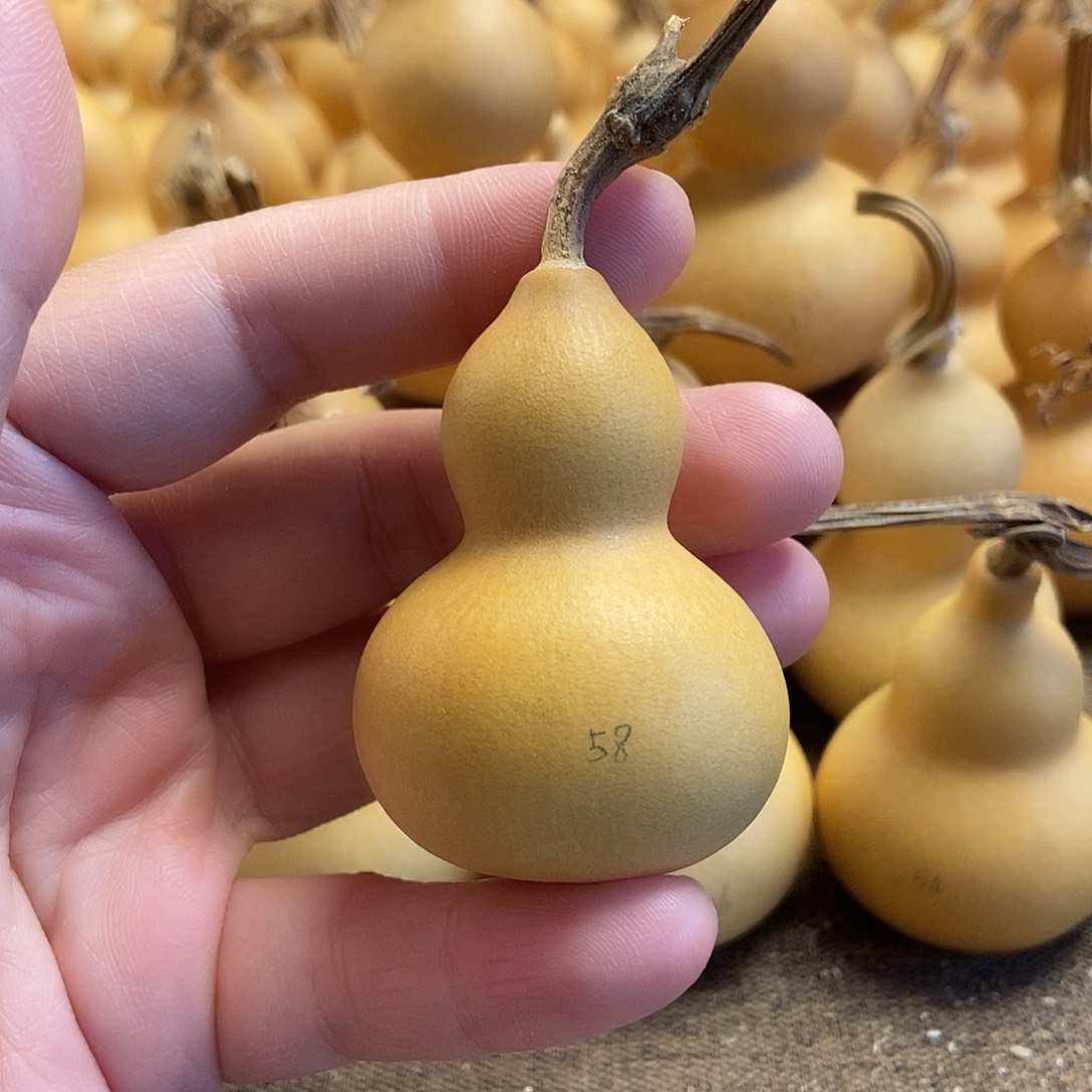 文玩葫芦 完美主义者 慎拍58