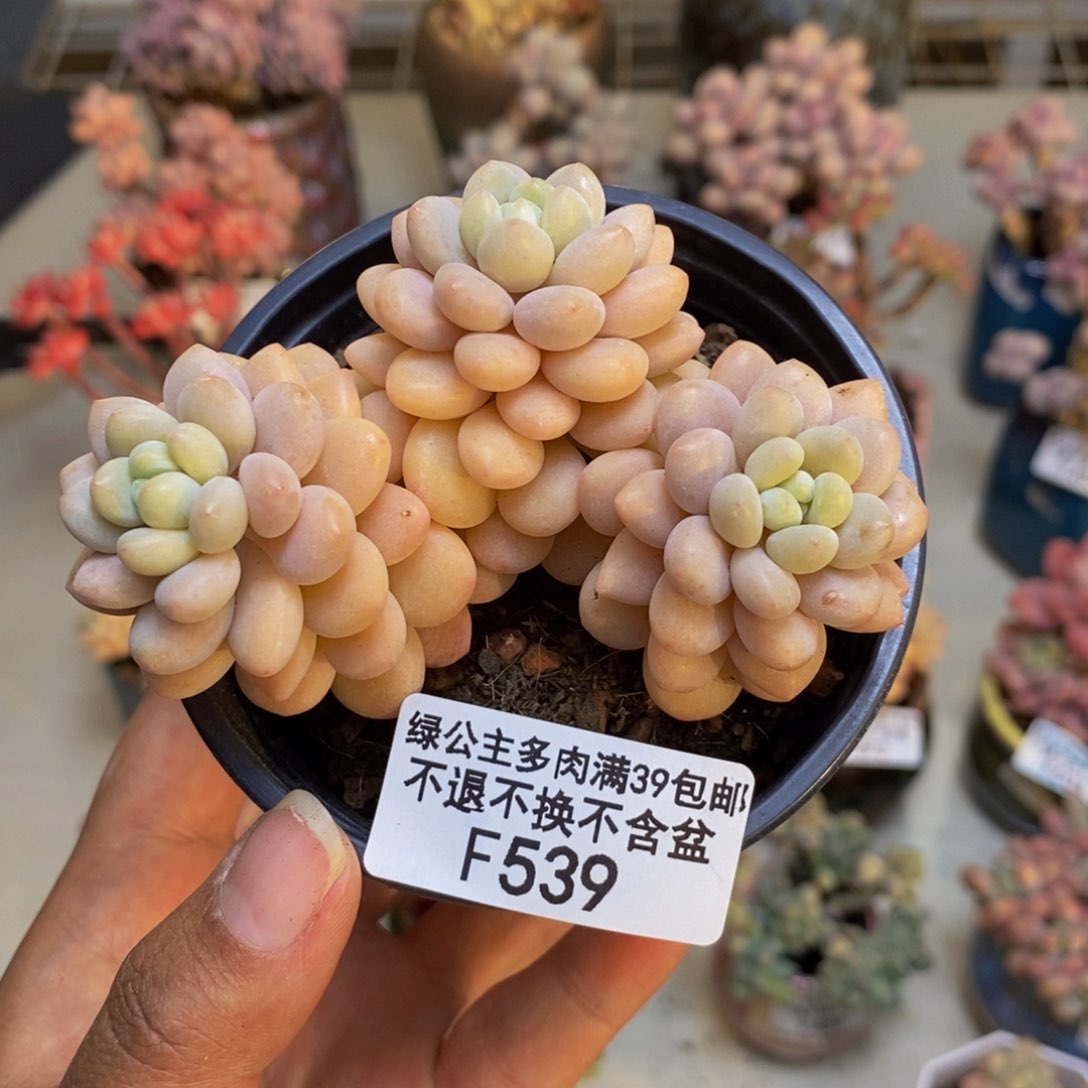 539洛可可多肉6c m