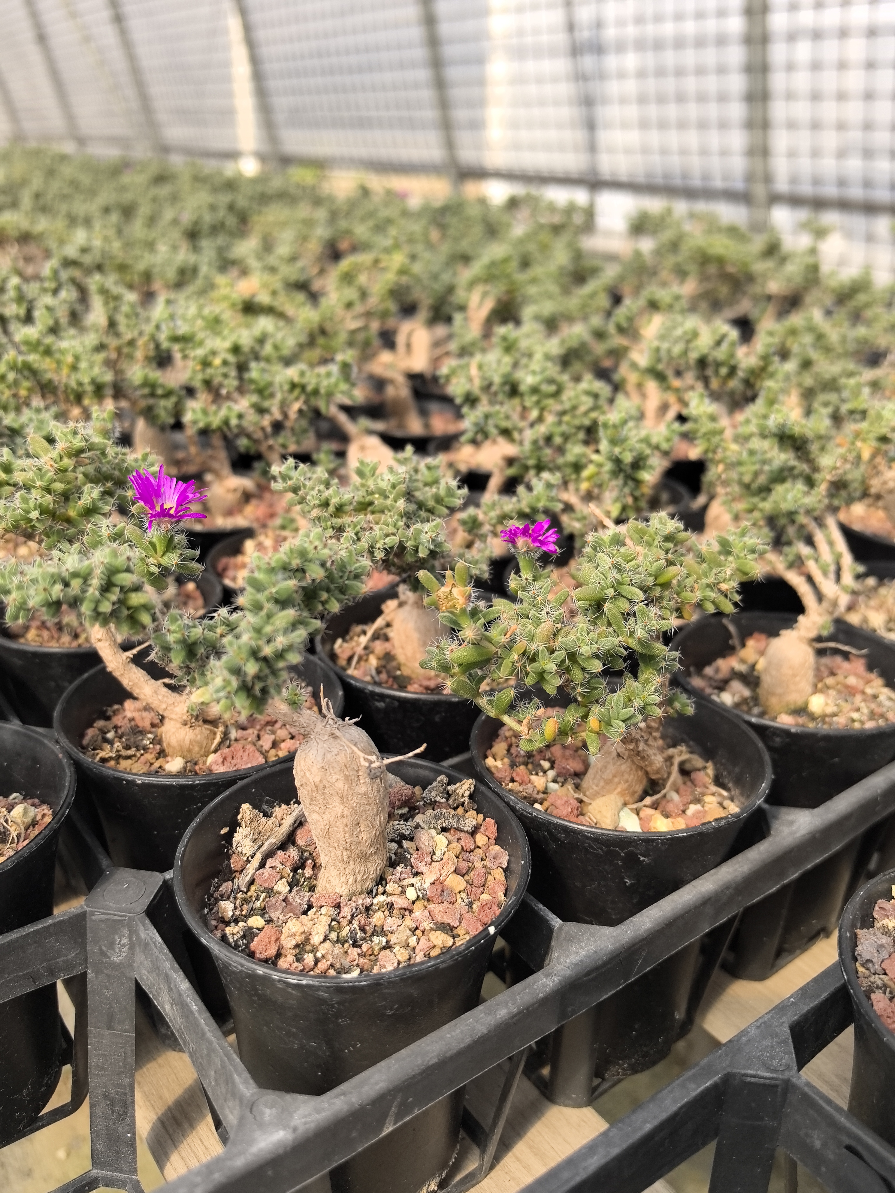 姬红小松 块根多肉植物  直播间可挑 如果直接拍下发货随机发货