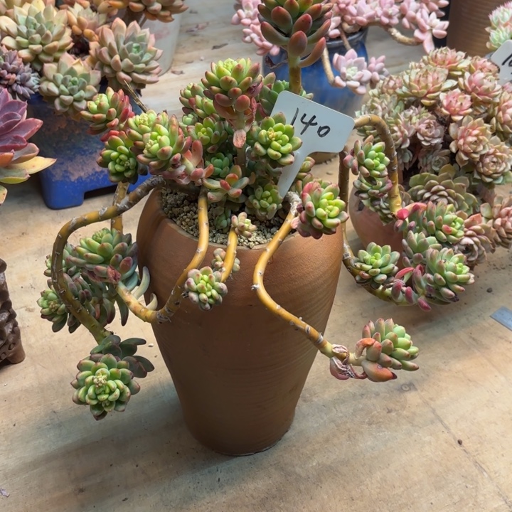 多肉植物，香格里拉140号