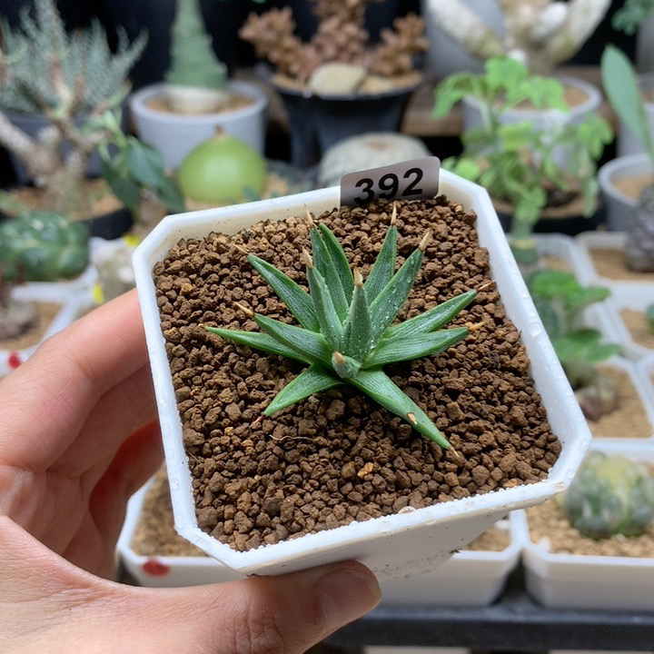 棉花糖龙舌兰脱土392