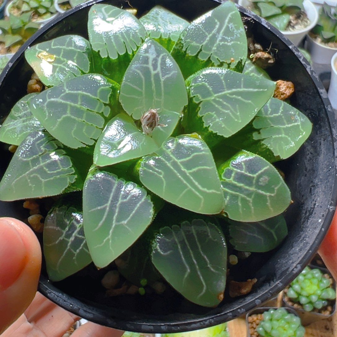 万象盆月影玉露多肉多肉