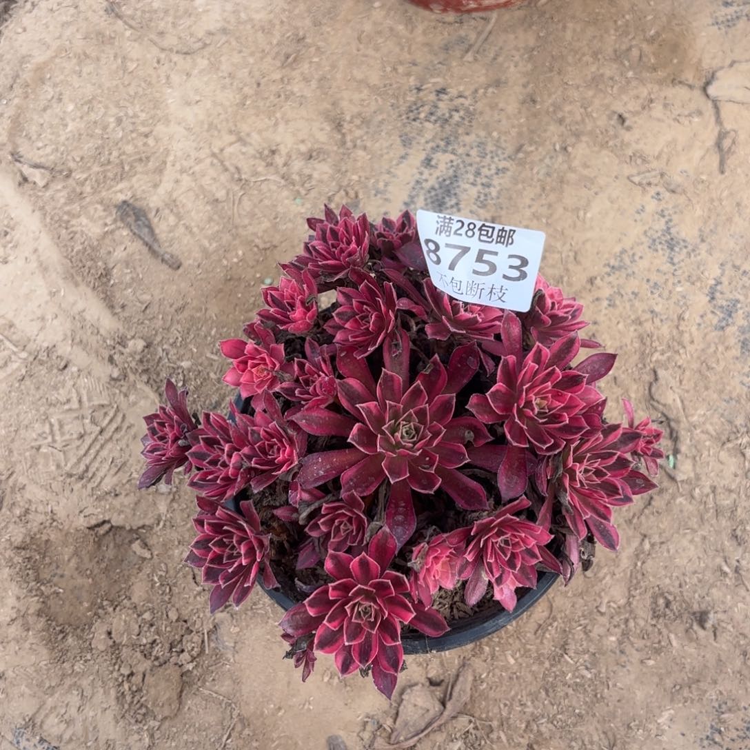 R. 8753凤凰超白多肉，ba