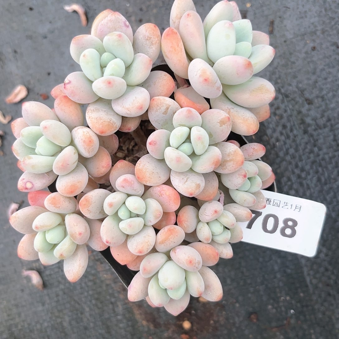 阿雅园艺。       708