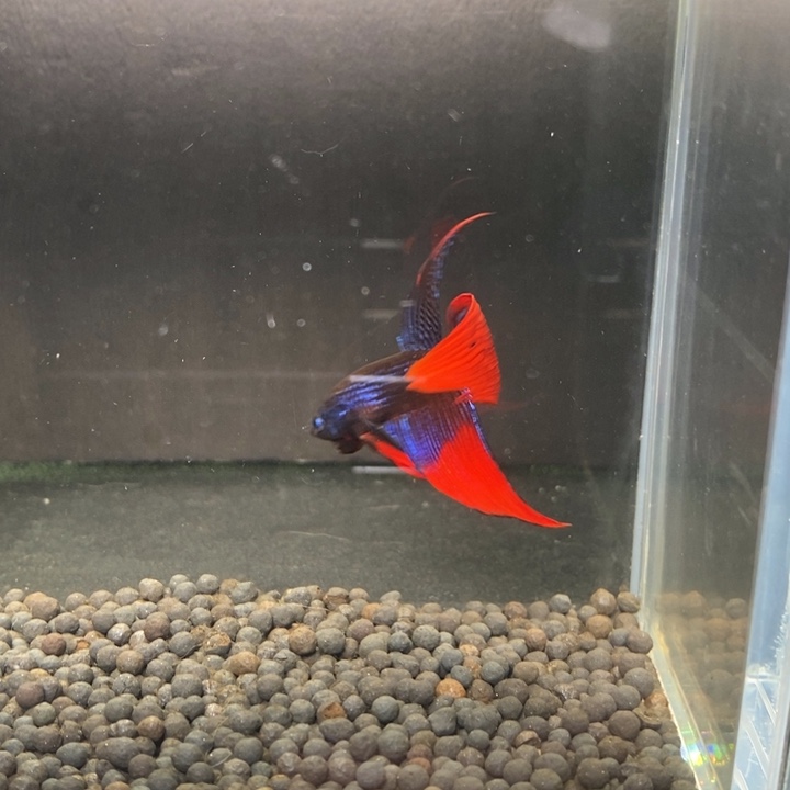 斗鱼泰国斗鱼293号