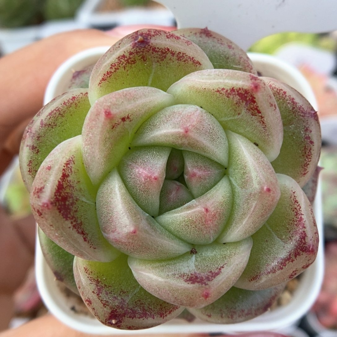 珍妮麦秆可拍1217号。  