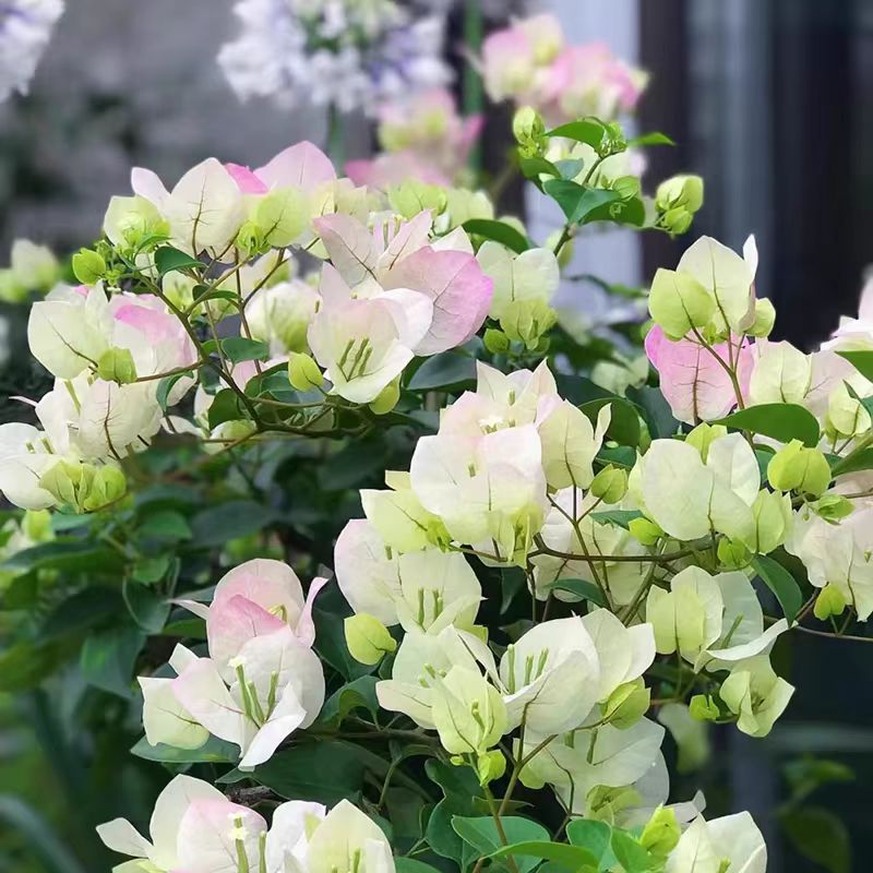 【绿樱】三角梅盆栽带花（一个月内换盆不售后）