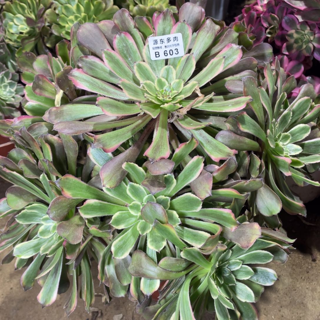 603粉黛多肉法师断枝不包