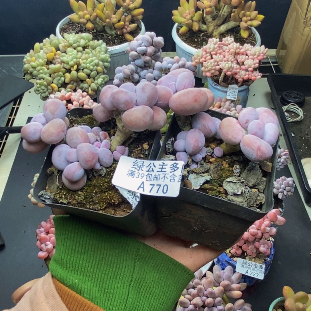 770芭比奶多肉两颗