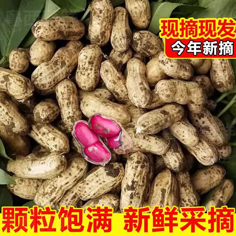 2025广东新鲜红皮花生湿花生红米花生新鲜生花生带壳新鲜批发价