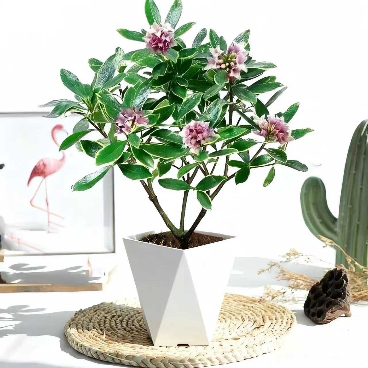 带花苞【金边瑞香】绿植盆栽浓香型室内客厅阳台好养耐寒四季常青