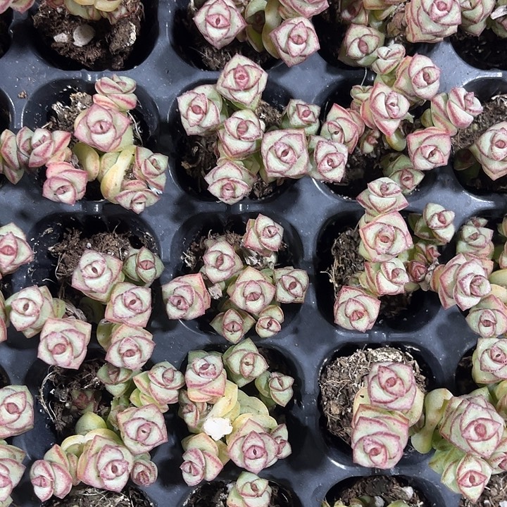 精品钱串子满9.9包邮