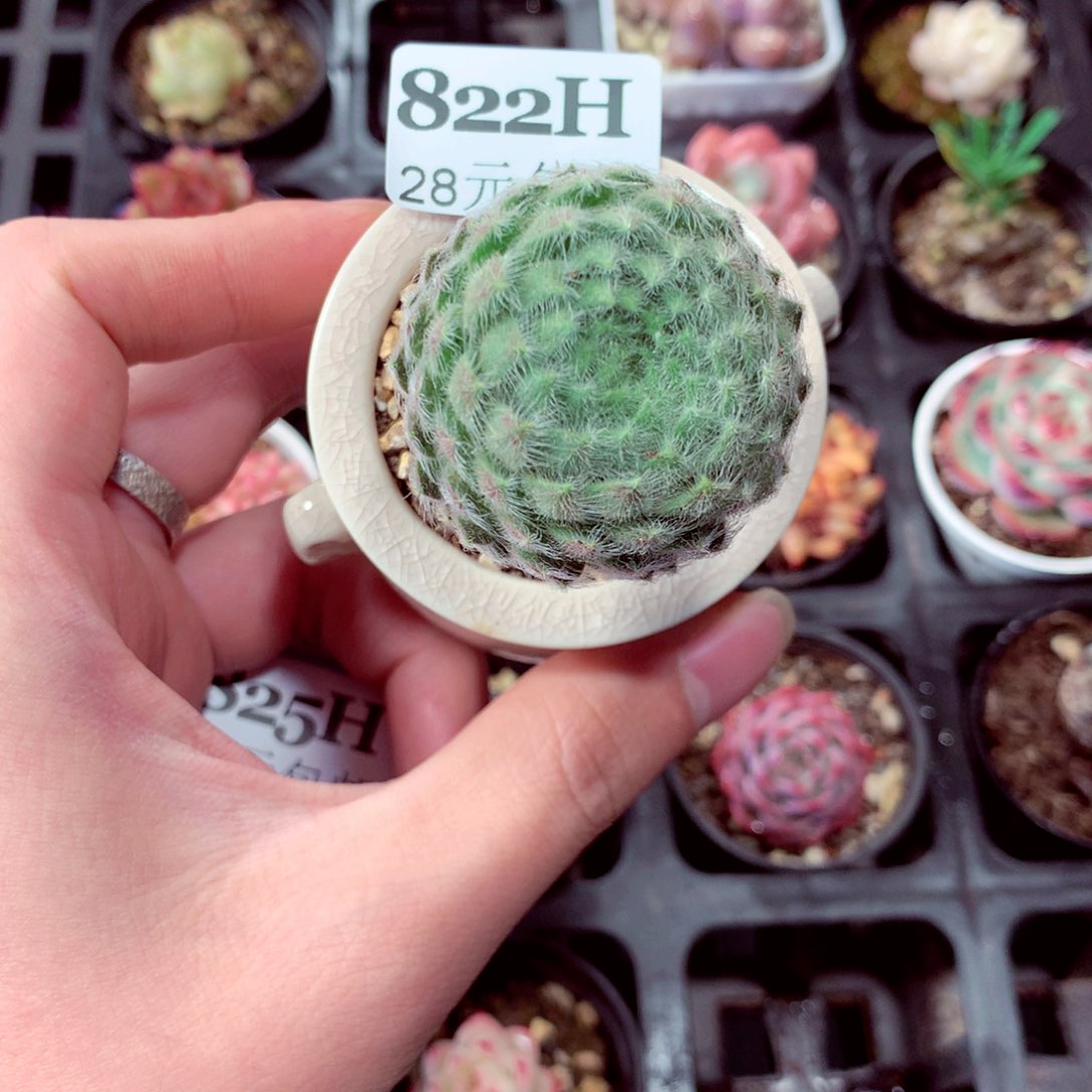 5厘米盆精控多肉822