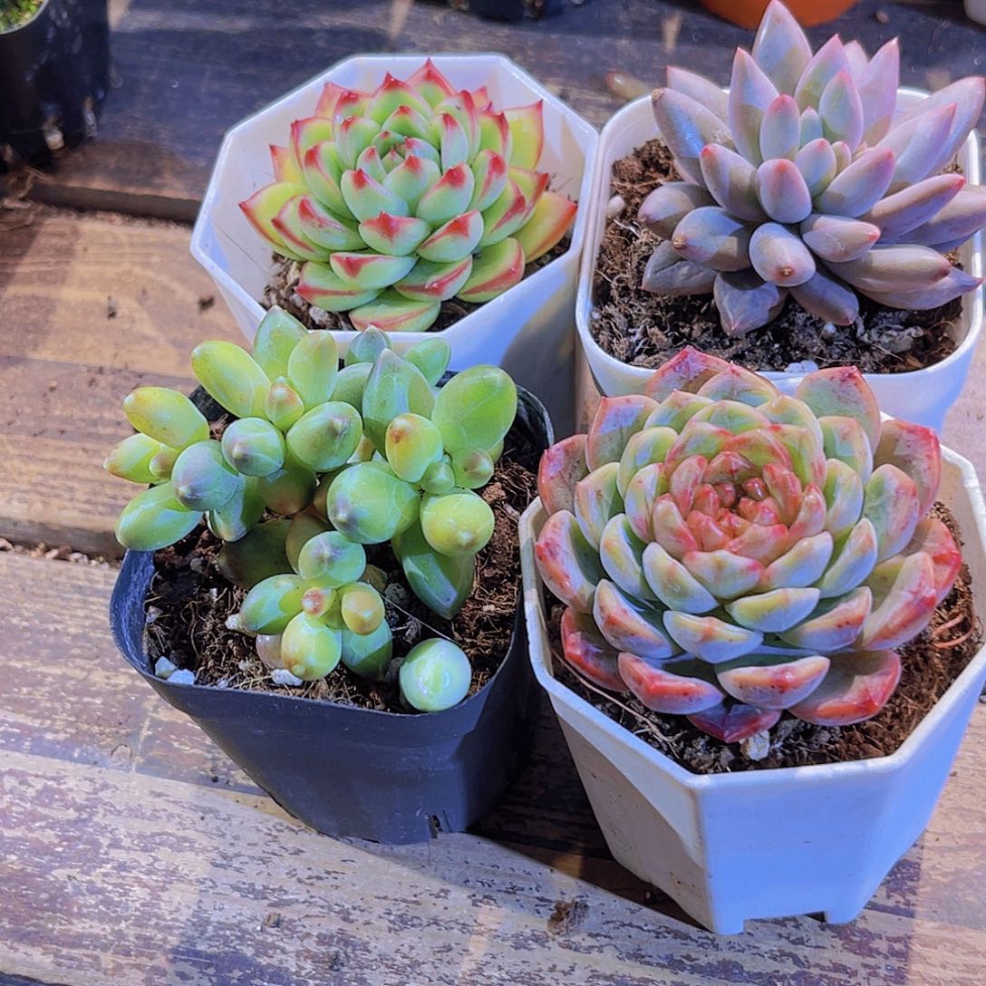 如图四盆111111111