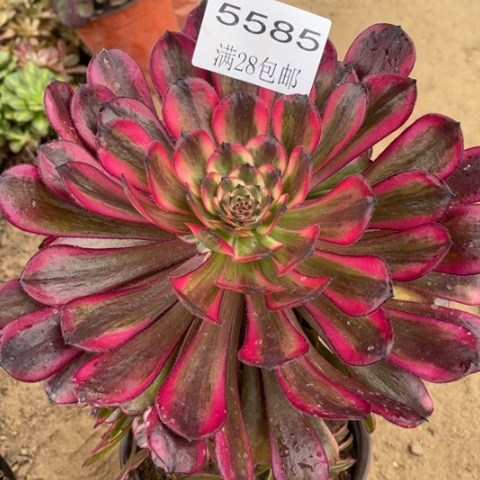 红金刚多肉多肉5585