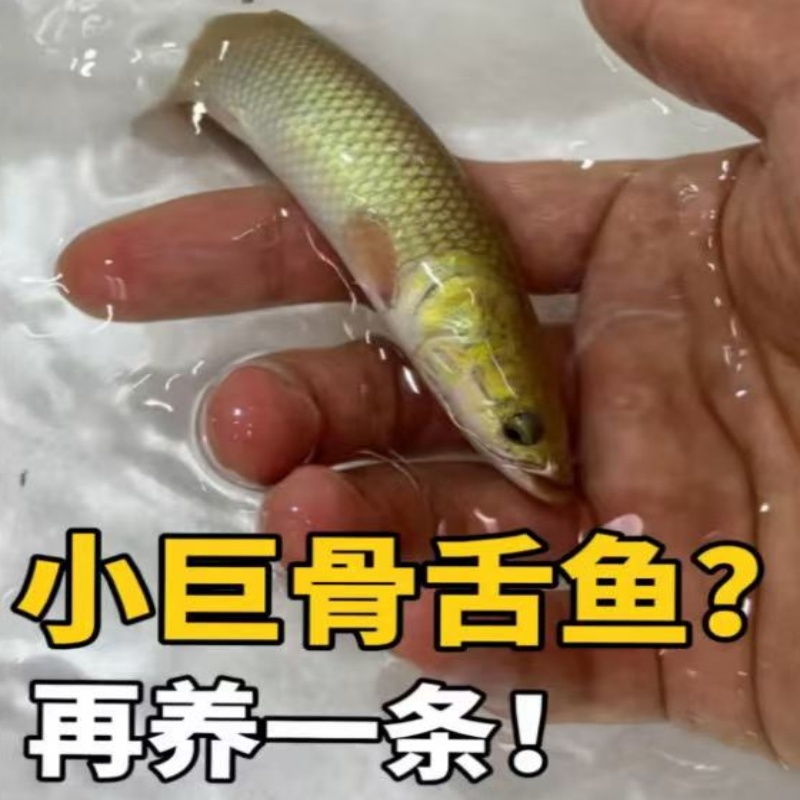 小鼻孔黄金猫 食人鱼 皇冠三间 七星刀 蓝鲨 巴西亚 六选一 碧中