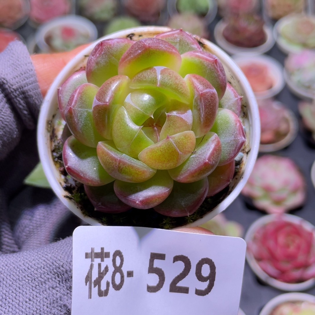 花利美8-529珍妮 