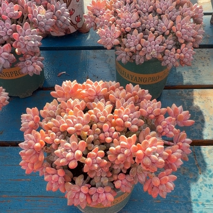 星戴露多肉，好看又好养