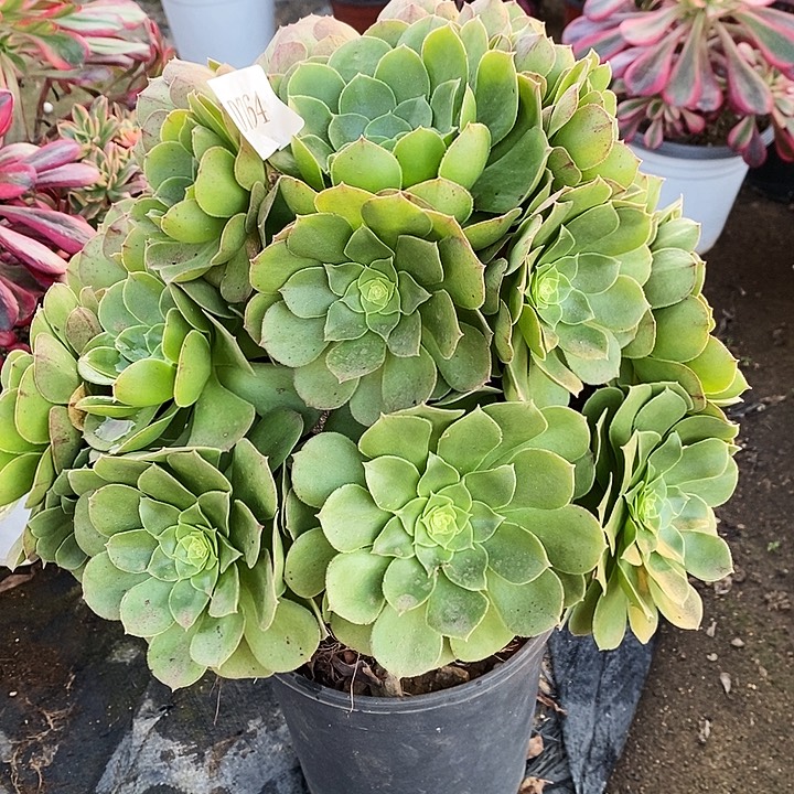 764万圣夜多肉植物