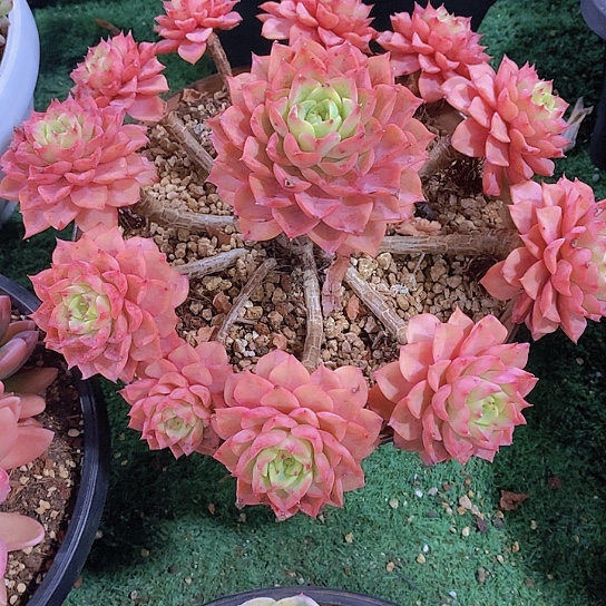 茅****凌贝拉多娜群多肉植物