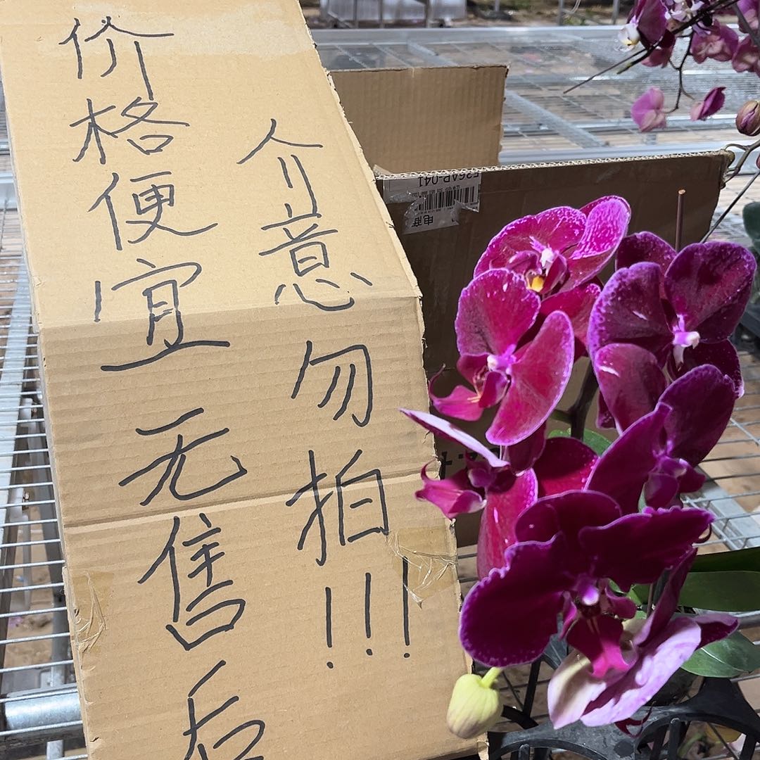 t***o完全开放蝴蝶兰1个 不售后