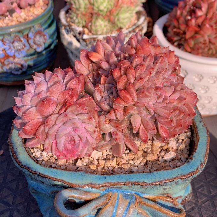 一物一拍脱土洛根发货126