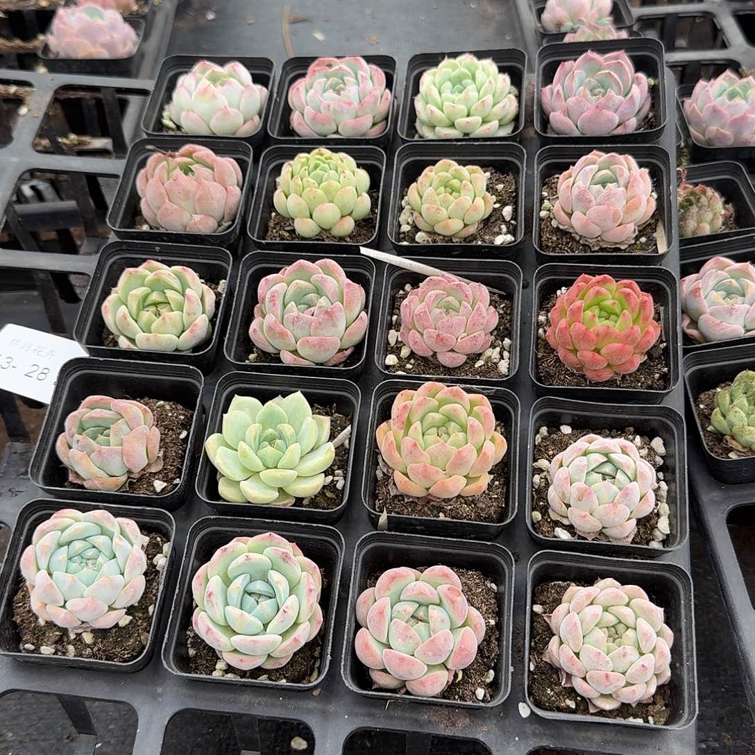 13-28左八中号美尼珍妮糖心二十颗量拍