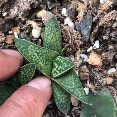 绿*龙虎霸旋转蜗牛蜗牛
