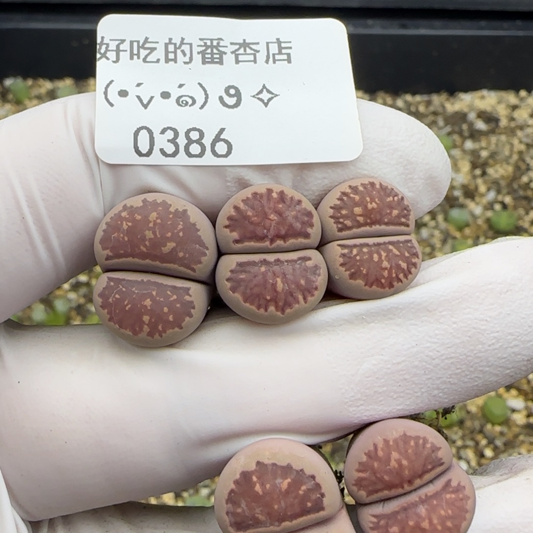 0386。四年紫菊。。。。。。