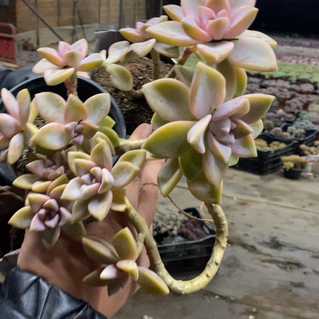 紫雾单头起发四盆