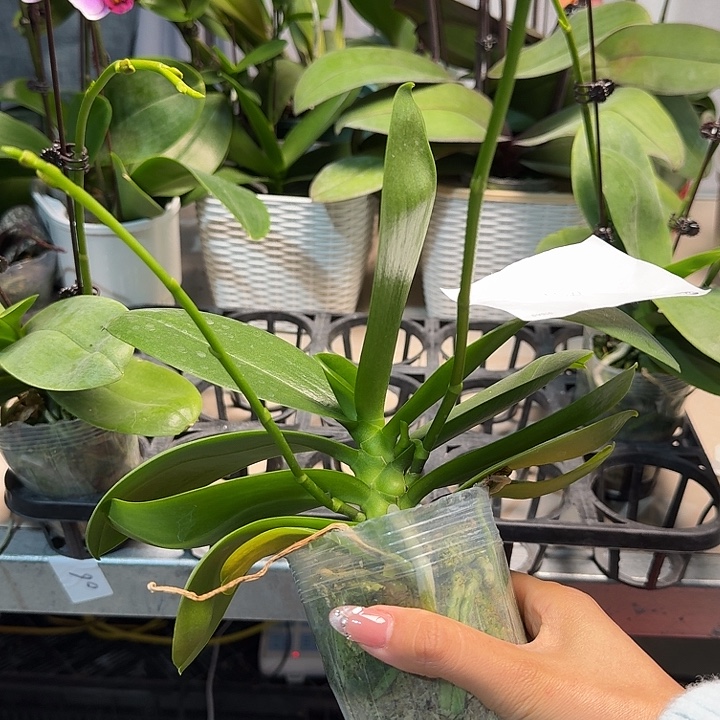 诺***大部分开放少量花苞140