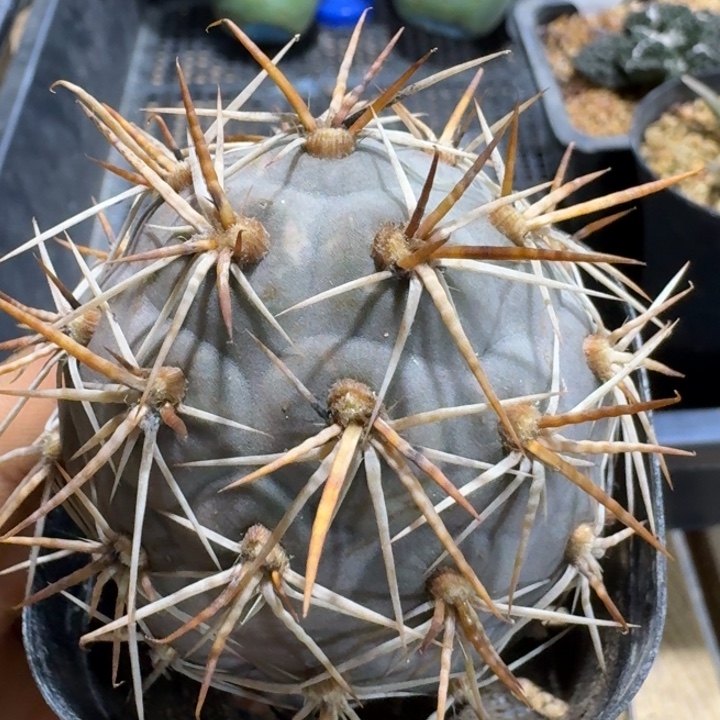 金刺螺旋习志野一颗