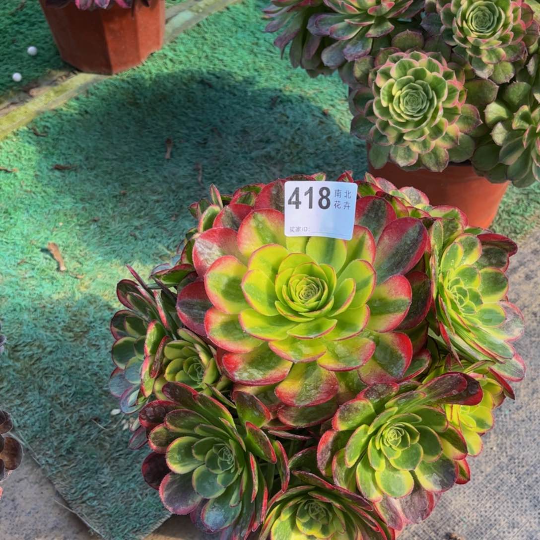 多肉奶白000900418