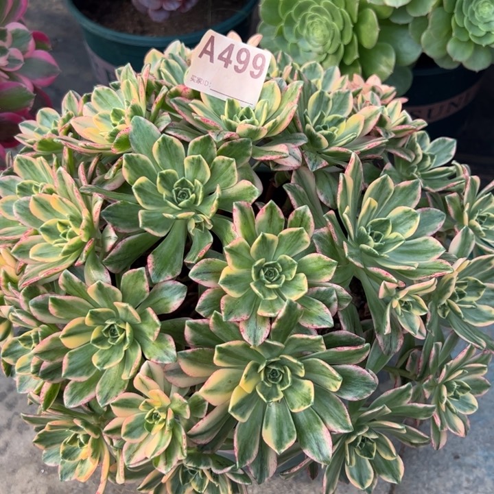 499甜茶28厘米左右