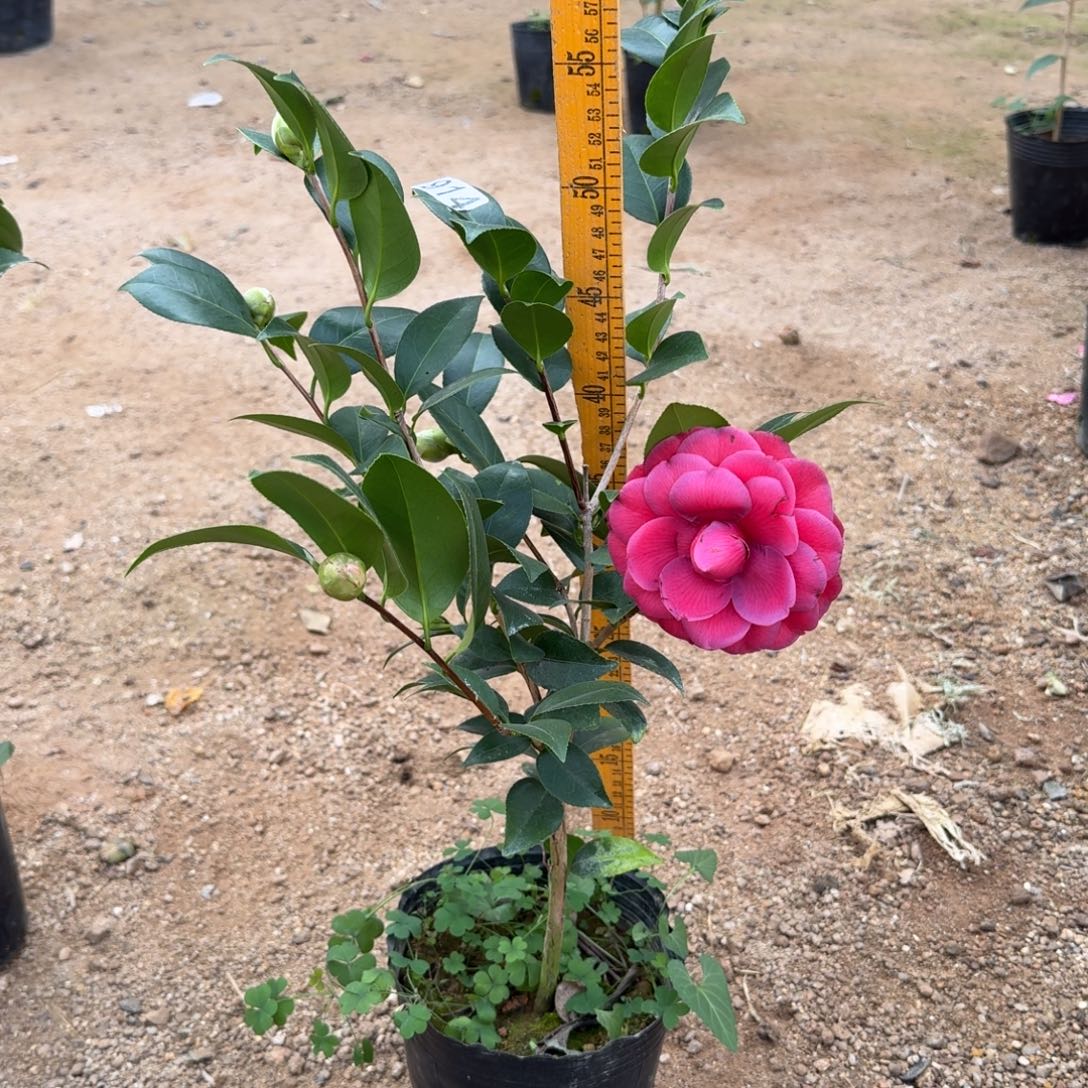 少量花朵（建议范围：2朵-5朵 或40%以下）914黑色蕾丝