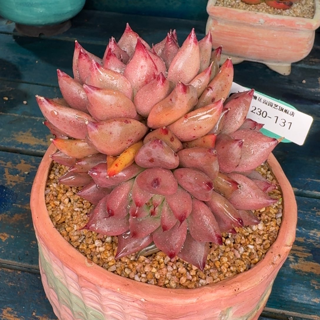 常***珍从前慢多肉精选编号1230.131