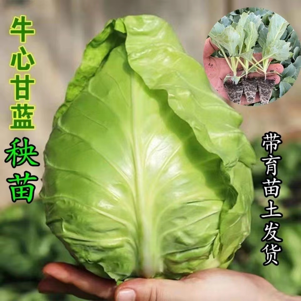 牛心甘蓝秧苗尖头包菜苗耐高温早熟特大高产卷心菜当季蔬菜秧苗