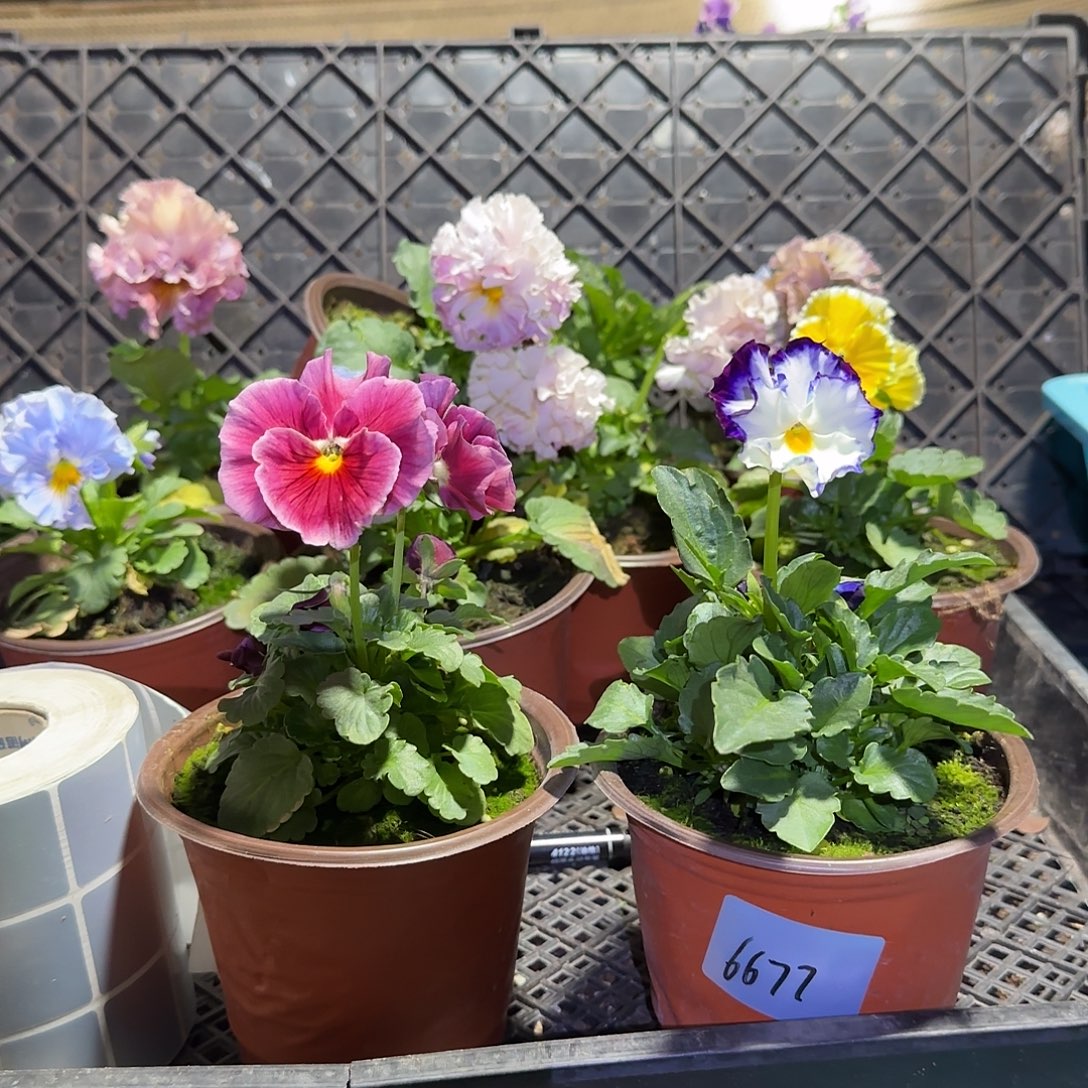 燕***3大部分花苞少量开放
