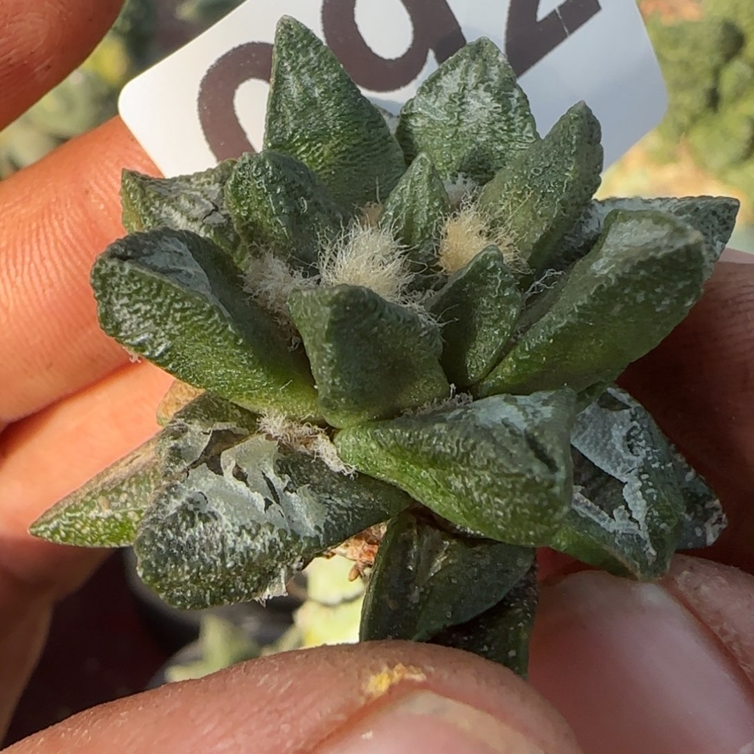 无花朵萝卜根龙角092