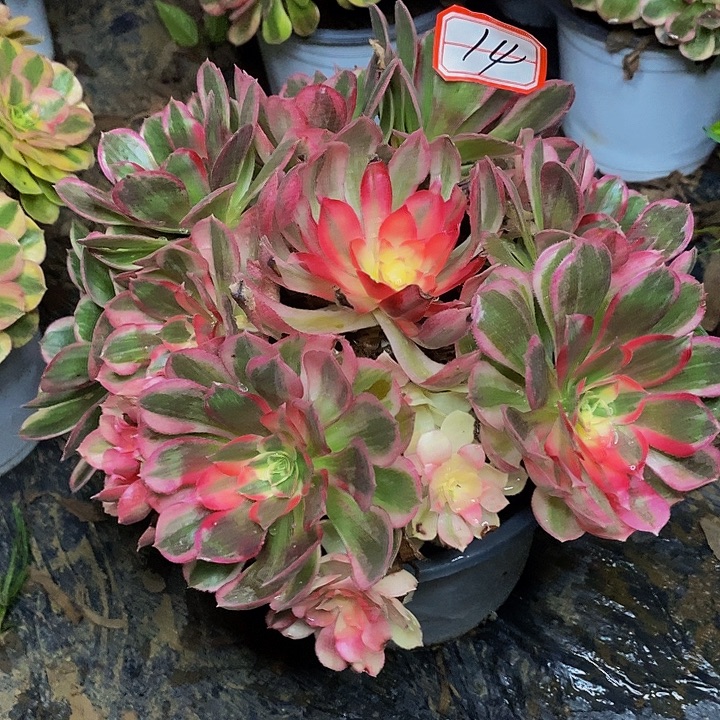 孔雀翎变异老桩捧花14号