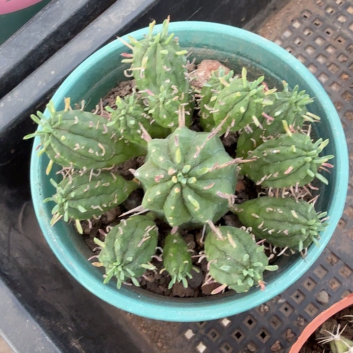 麒麟群多头7仙人球