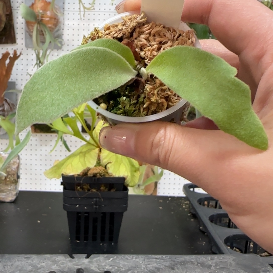 Nuga鹿角蕨孢子苗